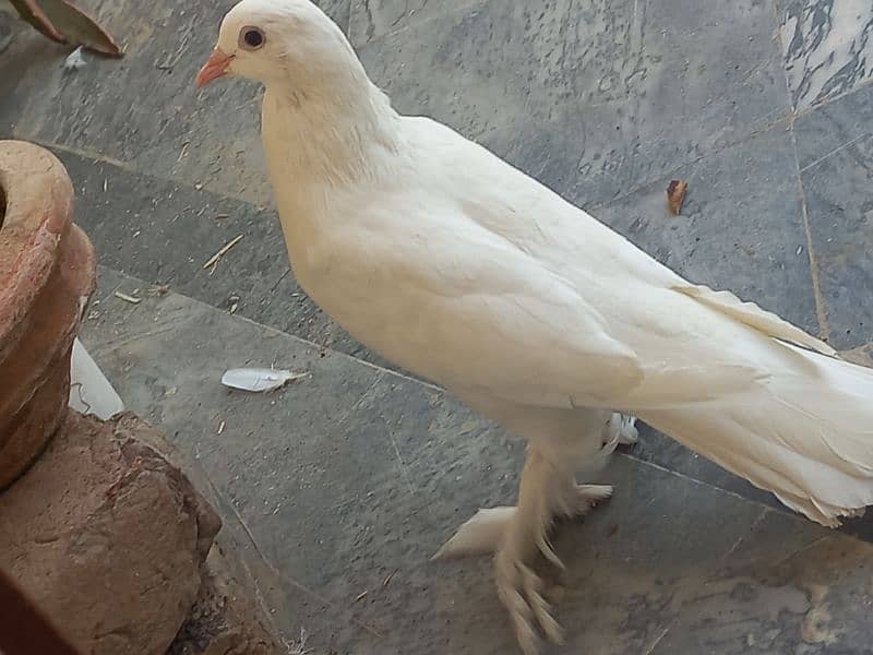fancy pigeon/ghubra pigeon 5