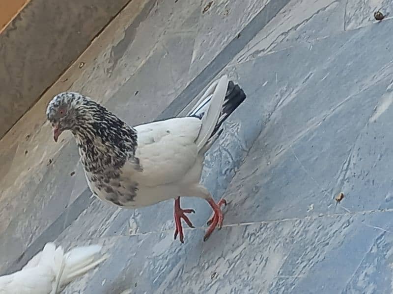 fancy pigeon/ghubra pigeon 6