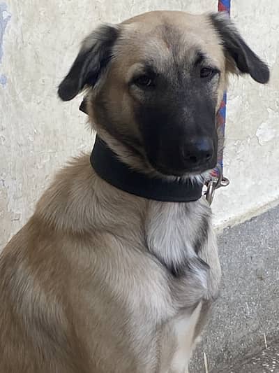 Kangal