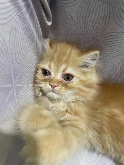 Pure Persian Kittens