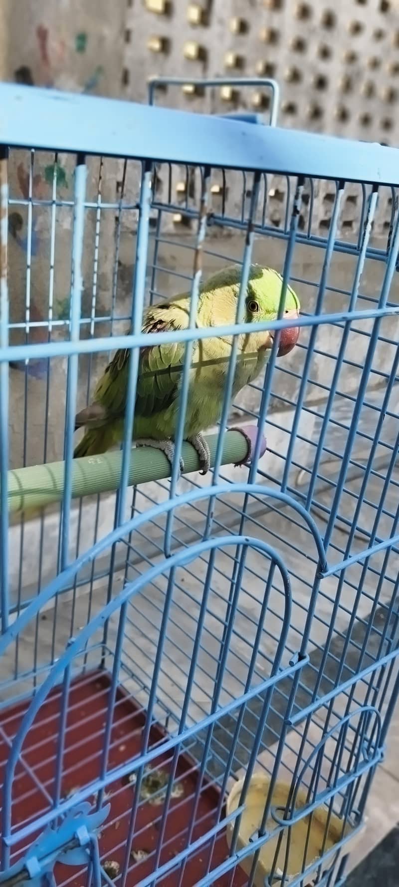 Raw Parrot 0