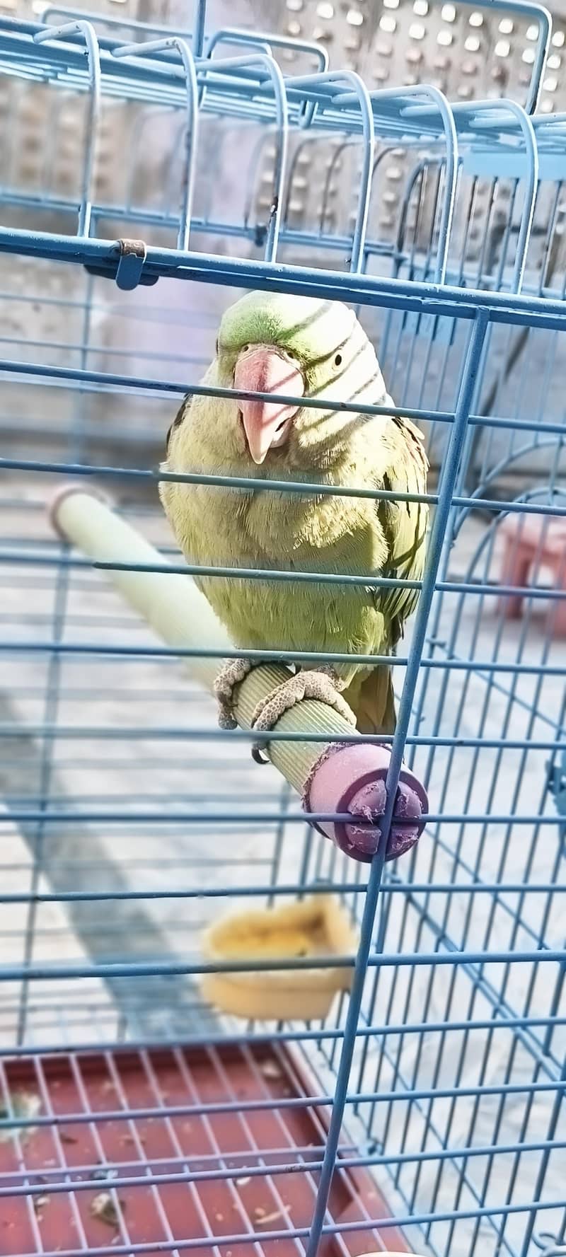 Raw Parrot 1