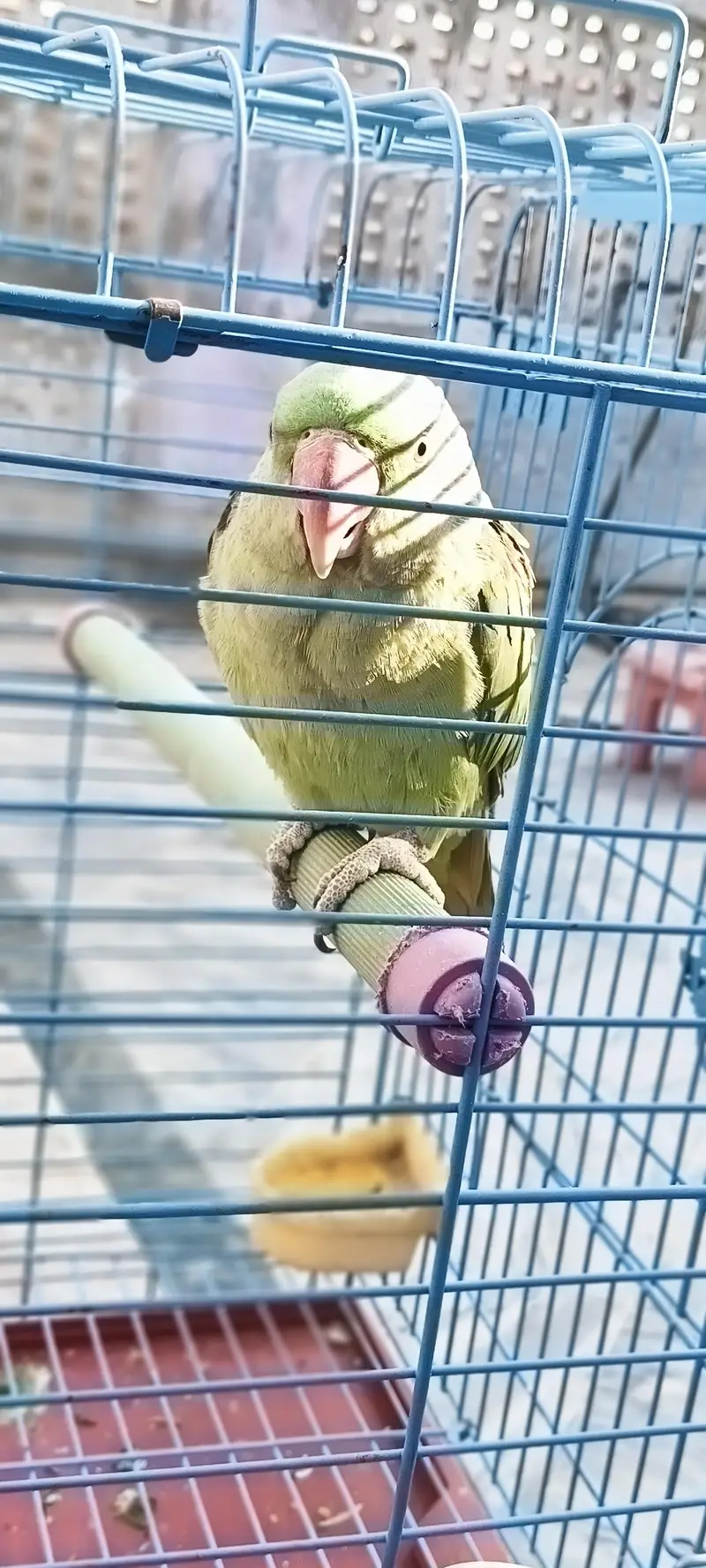 Raw Parrot — photo 2