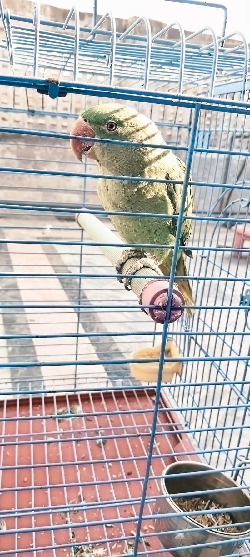 Raw Parrot 2