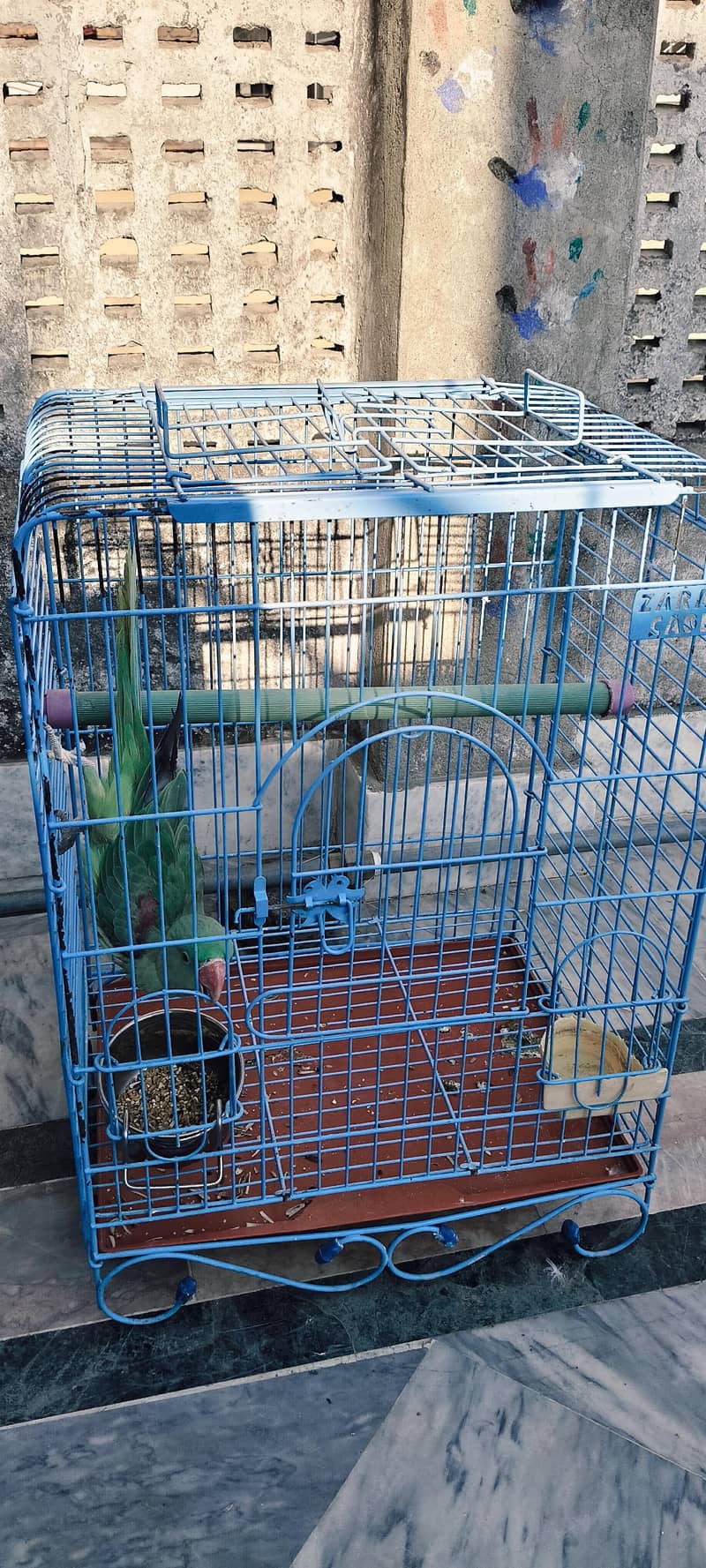 Raw Parrot 3