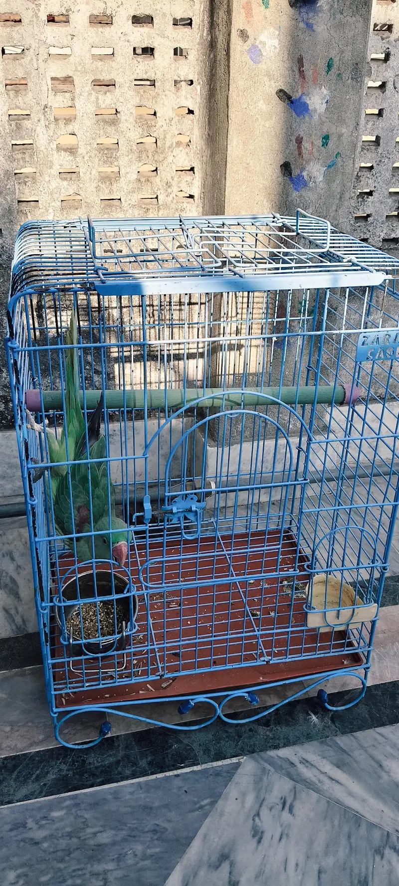 Raw Parrot — photo 4
