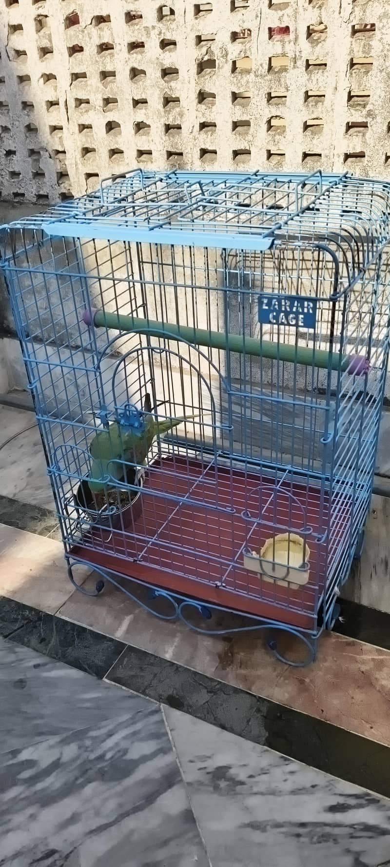 Raw Parrot 4