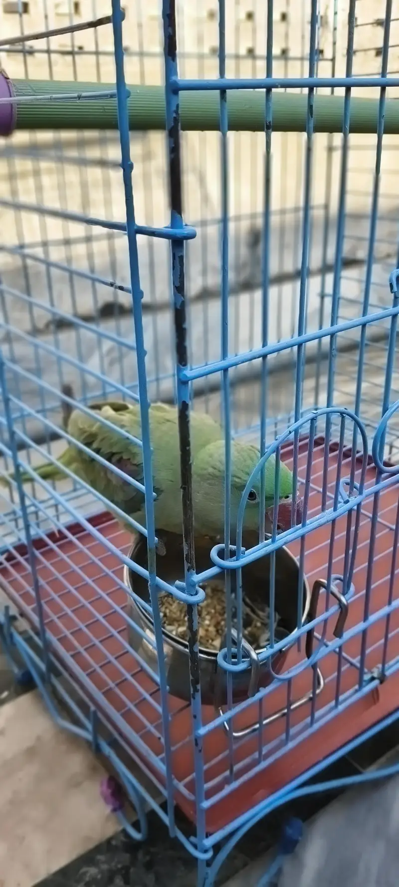 Raw Parrot — photo 6