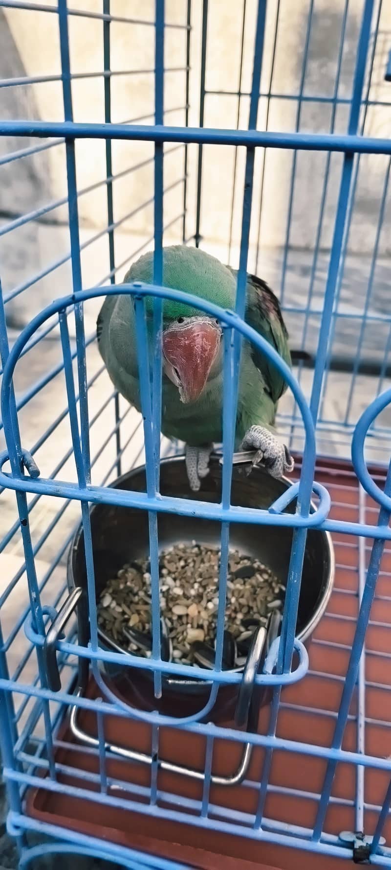 Raw Parrot 6