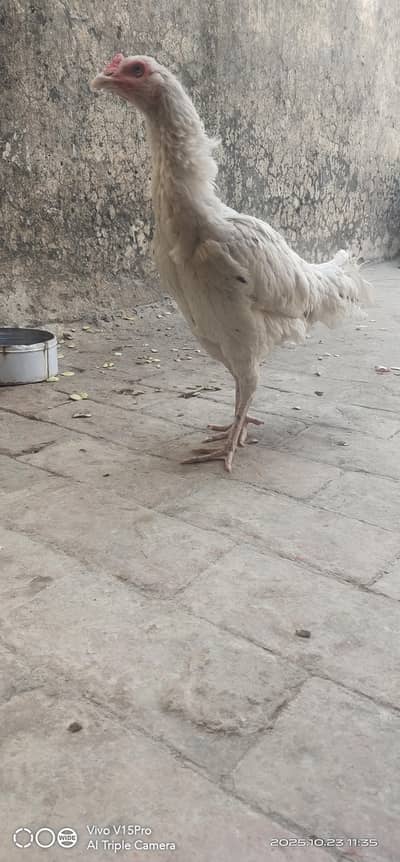 Aseel Birds For Sale