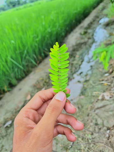 hamja