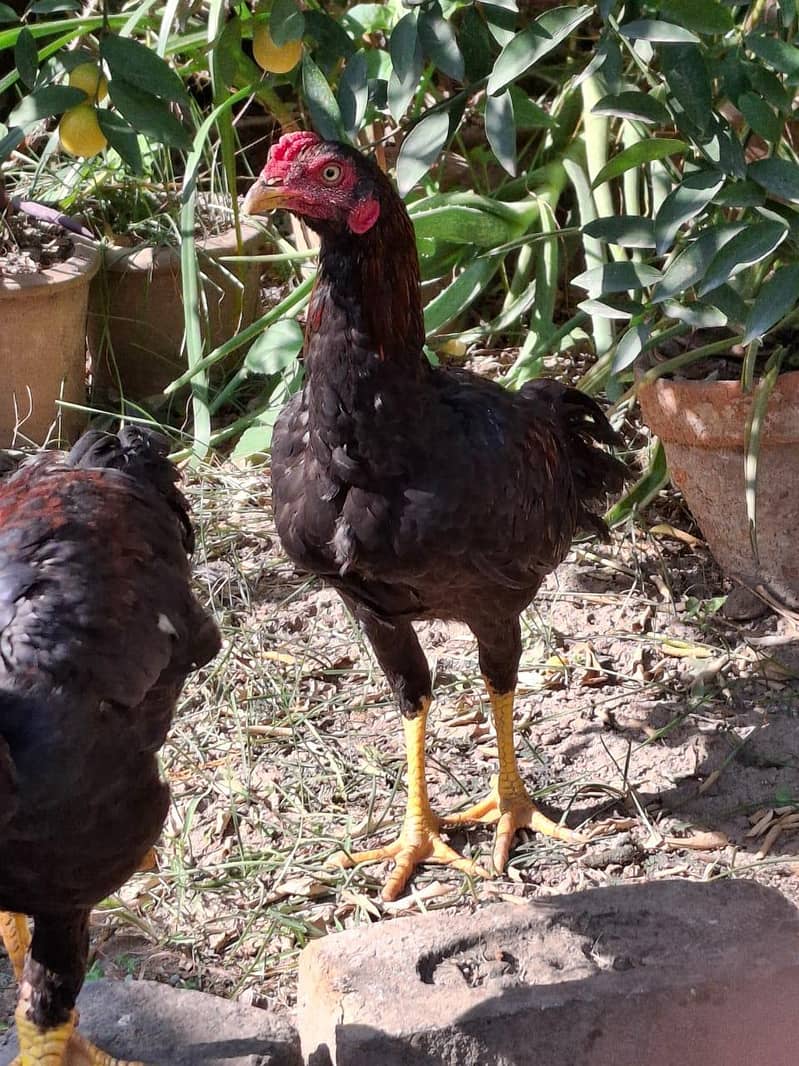 Aseel patha for sale - Hens - 1108211326