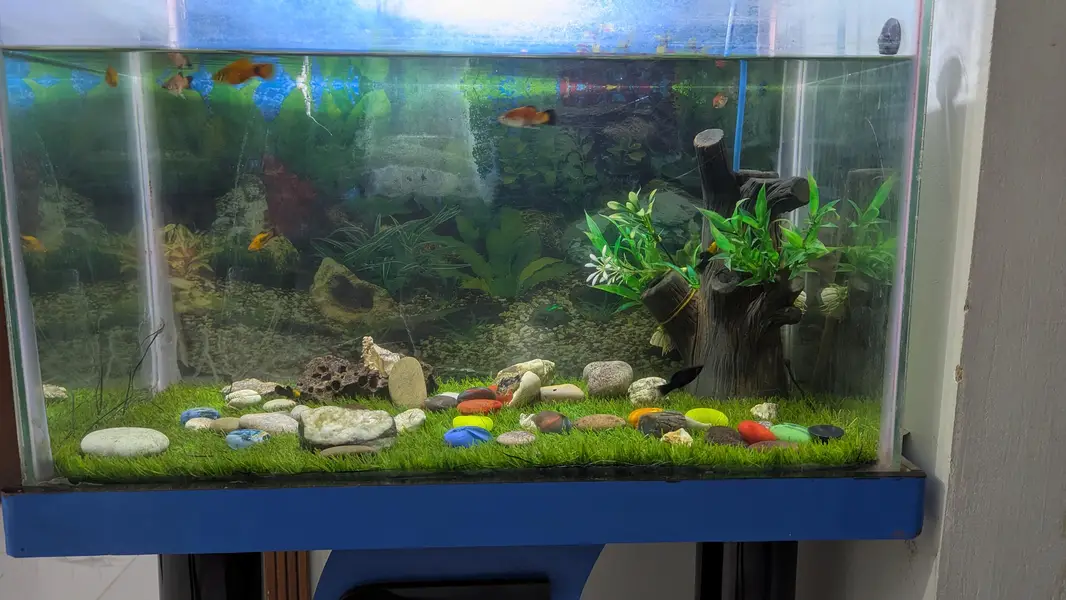 Fish Aquarium — photo 3