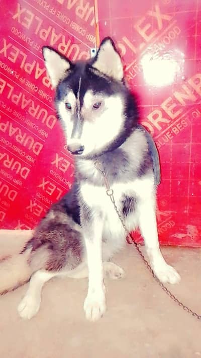 sell for dog Siberian husky dog