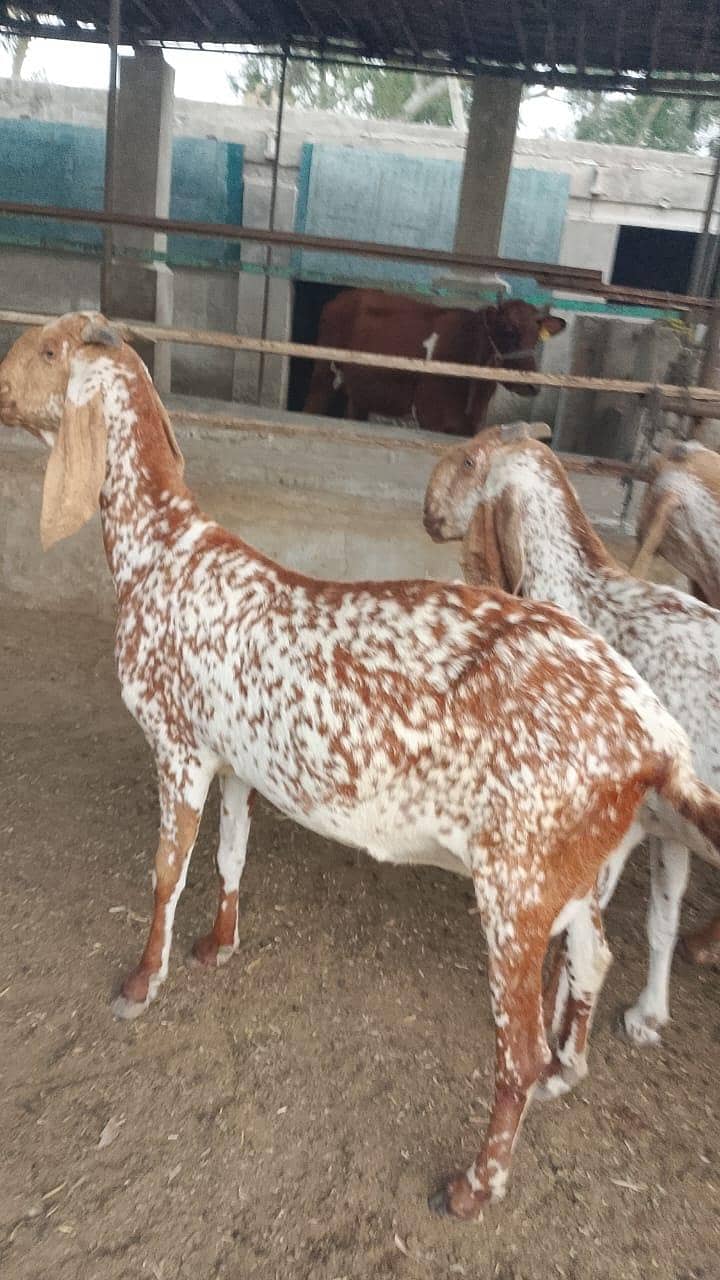 گائےاور بکریاں برائے فرو خت دودھ بھی اور گبن بھی 1