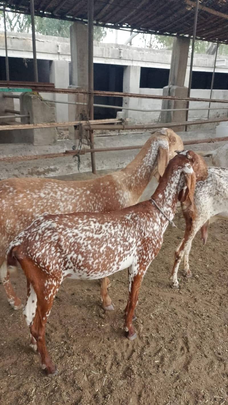 گائےاور بکریاں برائے فرو خت دودھ بھی اور گبن بھی 3