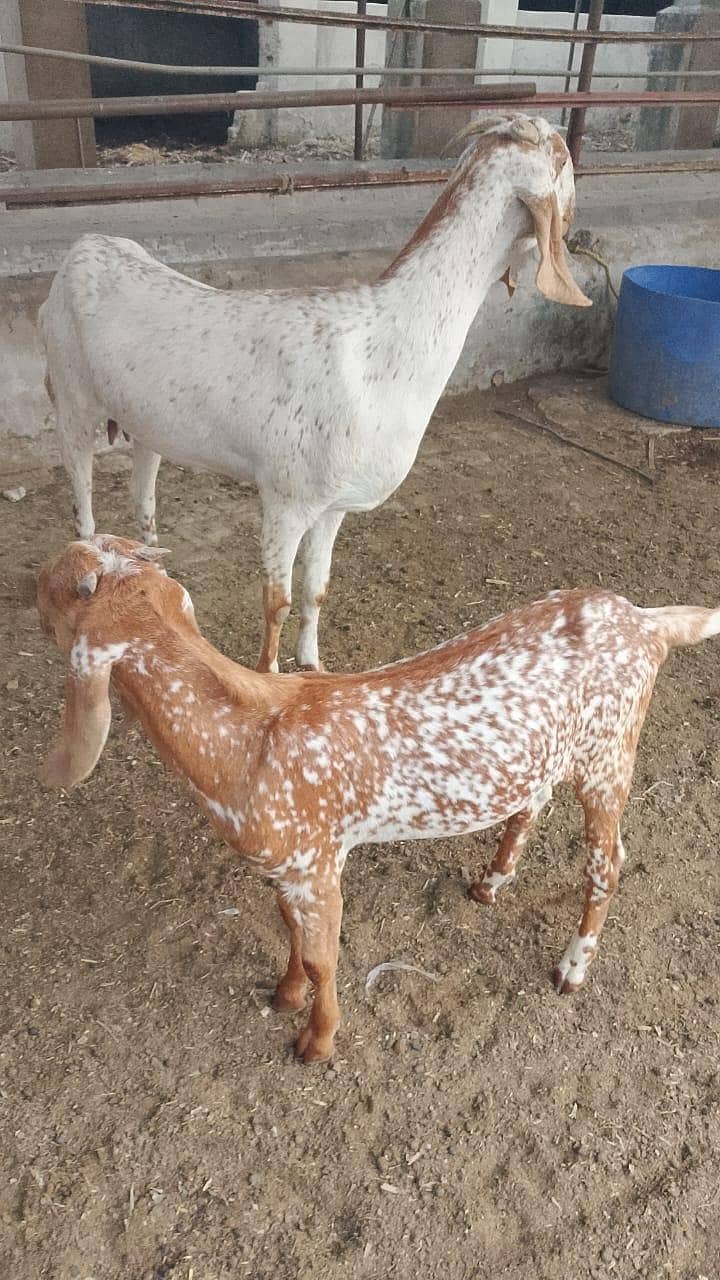 گائےاور بکریاں برائے فرو خت دودھ بھی اور گبن بھی 3