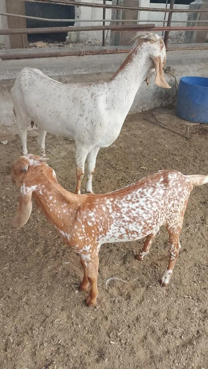 فارم کی بکریاں، گائے اور وچھے وچھیاں سب فروخت مناسب ریٹ — photo 4