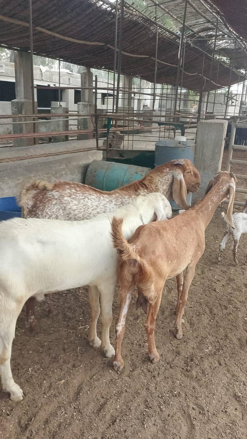 گائےاور بکریاں برائے فرو خت دودھ بھی اور گبن بھی 5