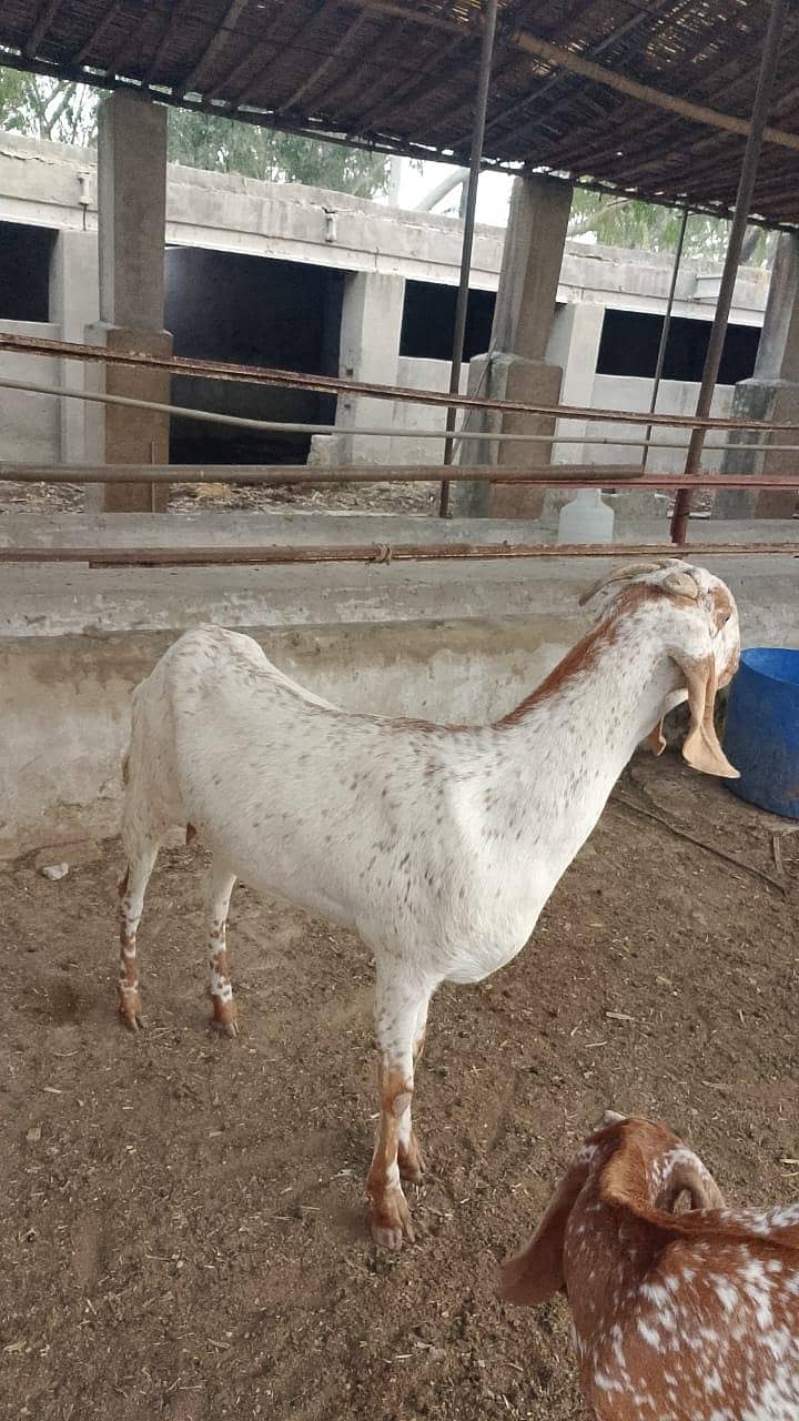 گائےاور بکریاں برائے فرو خت دودھ بھی اور گبن بھی 6