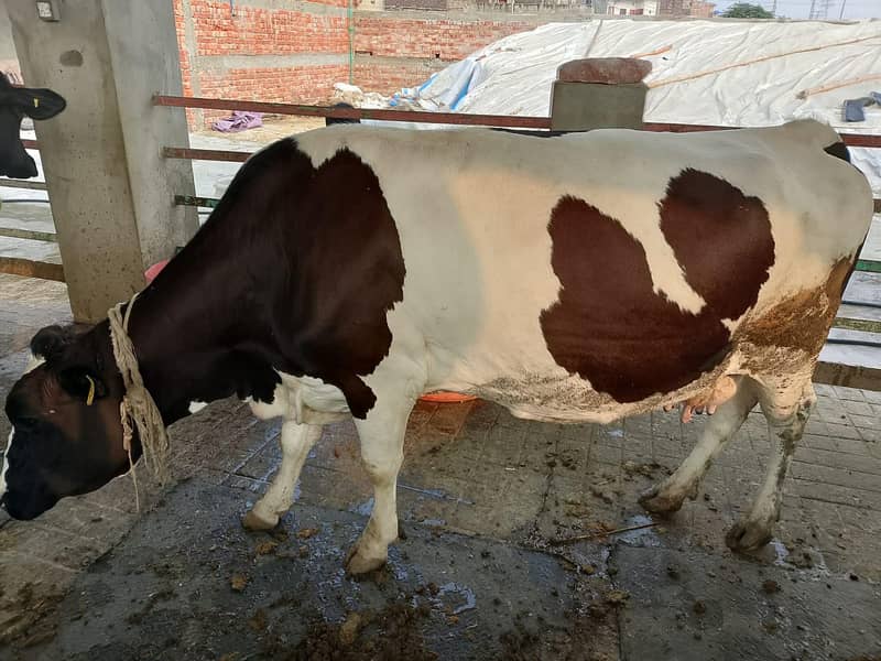 گائےاور بکریاں برائے فرو خت دودھ بھی اور گبن بھی 7