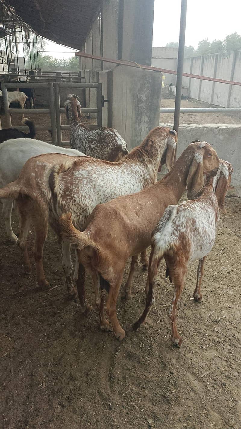گائےاور بکریاں برائے فرو خت دودھ بھی اور گبن بھی 6