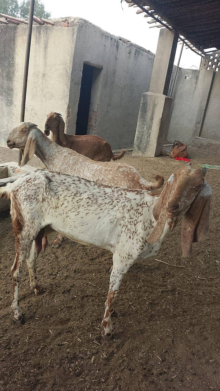 گائےاور بکریاں برائے فرو خت دودھ بھی اور گبن بھی 9