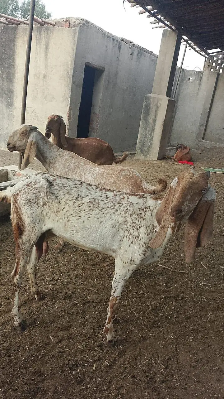 فارم کی بکریاں، گائے اور وچھے وچھیاں سب فروخت مناسب ریٹ — photo 8