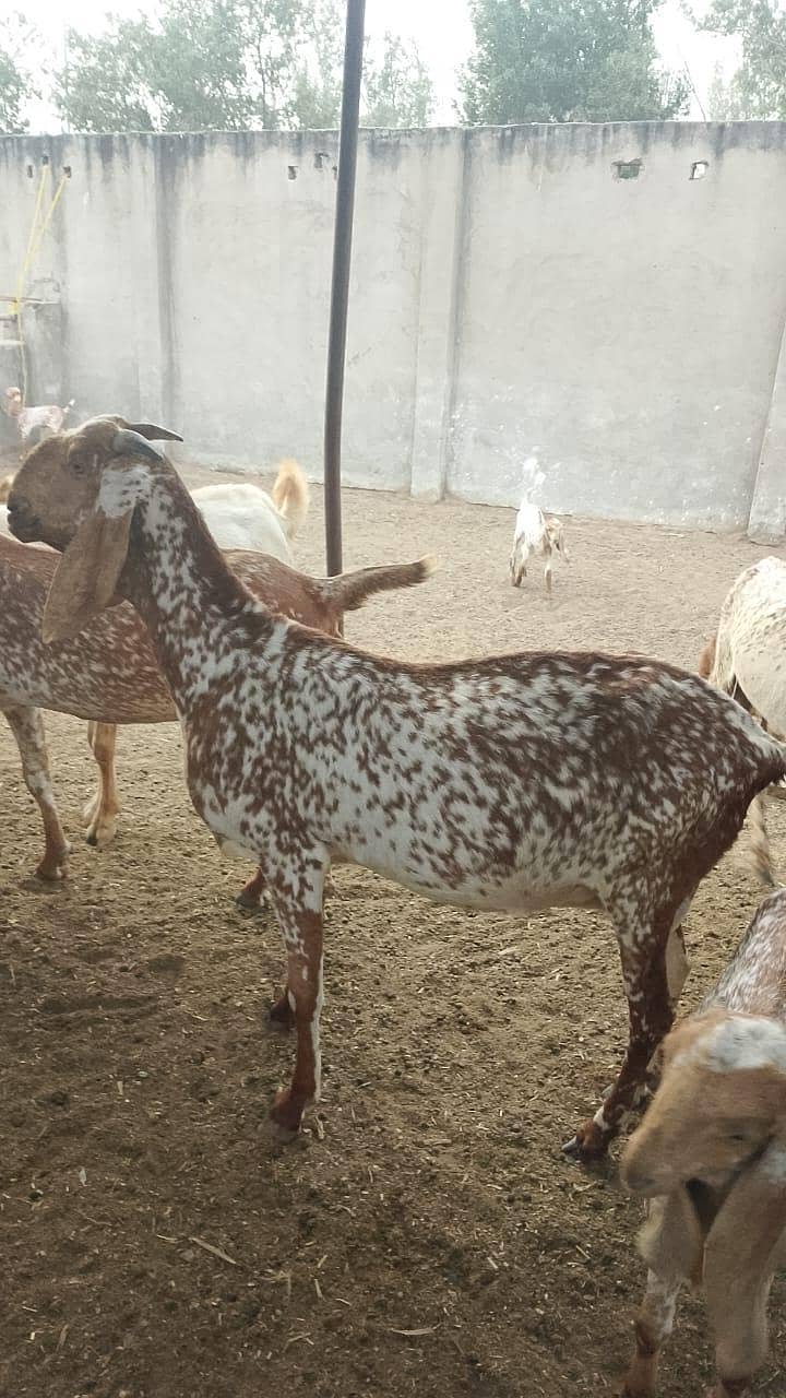 گائےاور بکریاں برائے فرو خت دودھ بھی اور گبن بھی 10