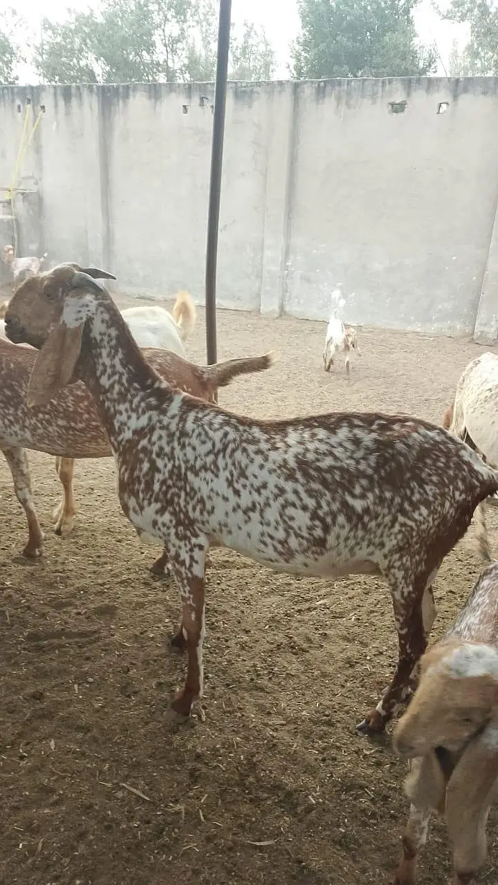فارم کی بکریاں، گائے اور وچھے وچھیاں سب فروخت مناسب ریٹ — photo 9