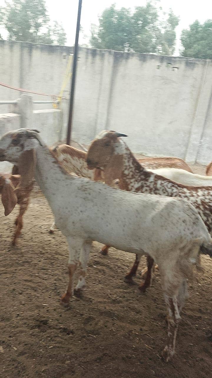 گائےاور بکریاں برائے فرو خت دودھ بھی اور گبن بھی 9