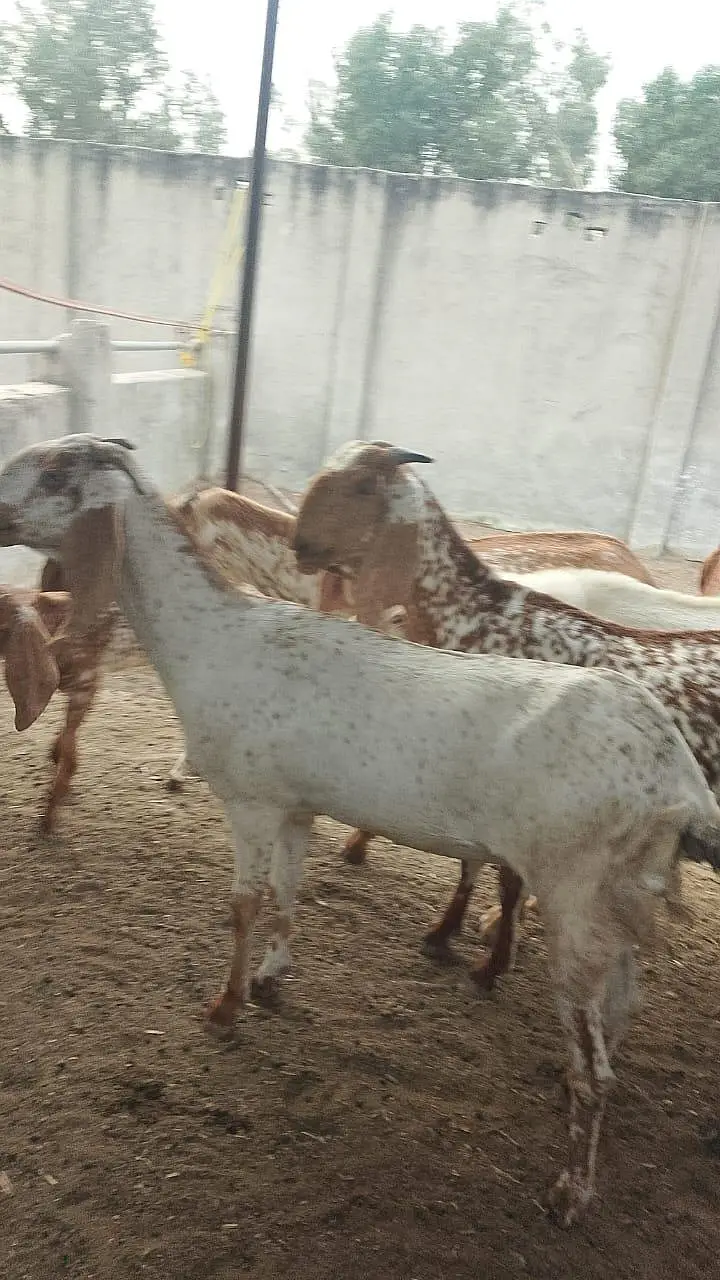 فارم کی بکریاں، گائے اور وچھے وچھیاں سب فروخت مناسب ریٹ — photo 10