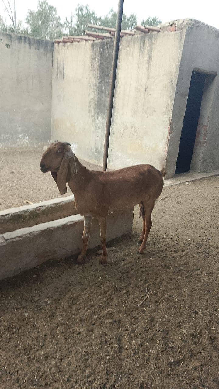 گائےاور بکریاں برائے فرو خت دودھ بھی اور گبن بھی 12