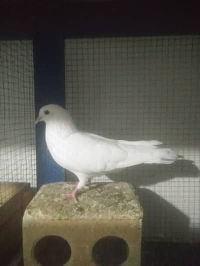 Very VIP Birds for sale