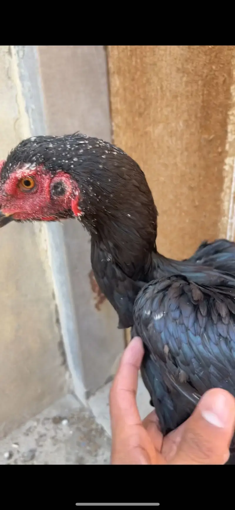 2 Shamoo hens for sale — photo 2