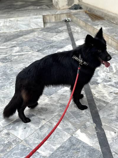 German shepherd black female pedigree microchiped