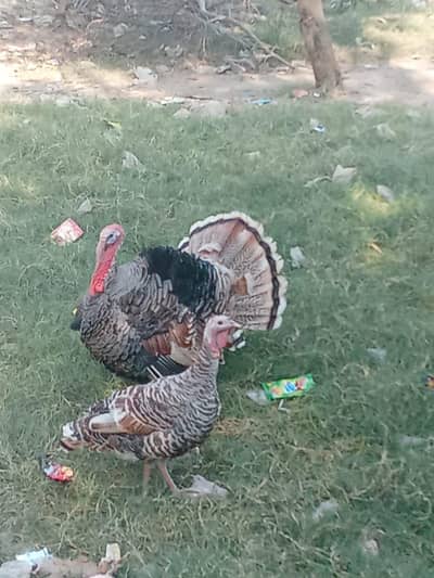 Black pied turkey pair
