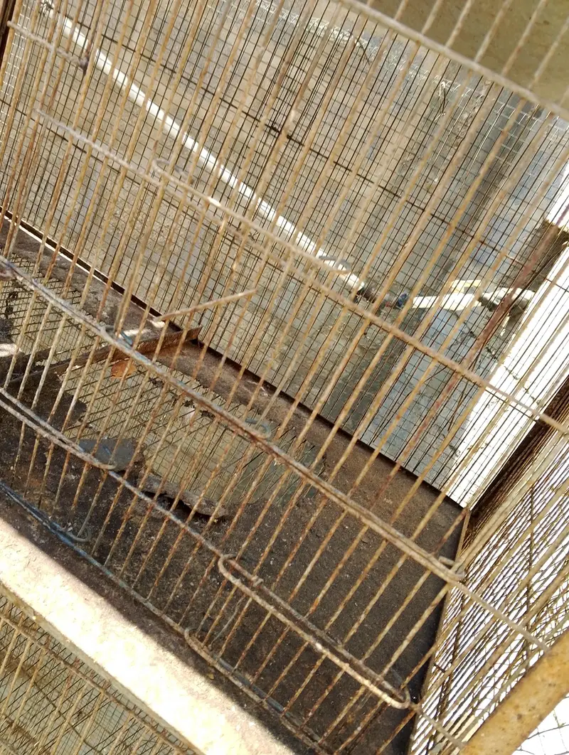 Hen cage Pinjra — photo 4