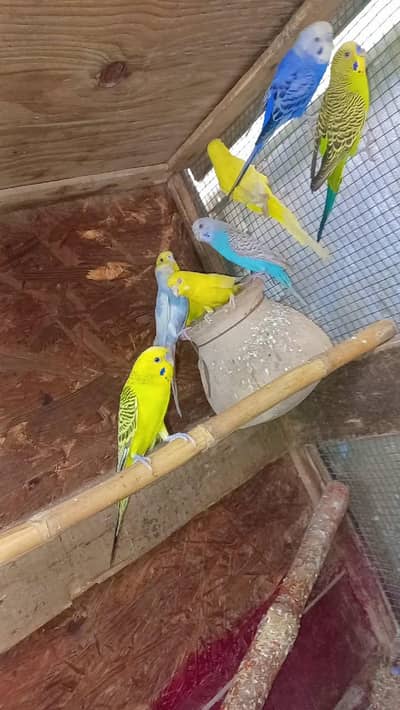 900 pair k hisab s hain 03182413952