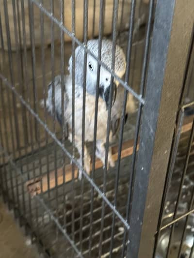 Feml afriqn gery 4 year some featers palukik