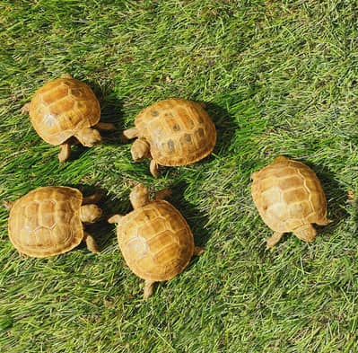 Russian tortoises