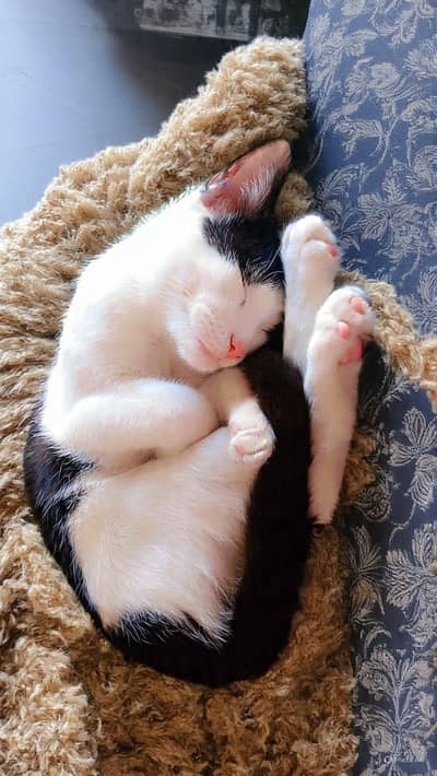 Healthy Black & White Cat for Sale