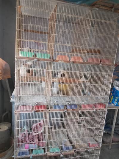 12 portion pinjra cage all treys available 03312692/656