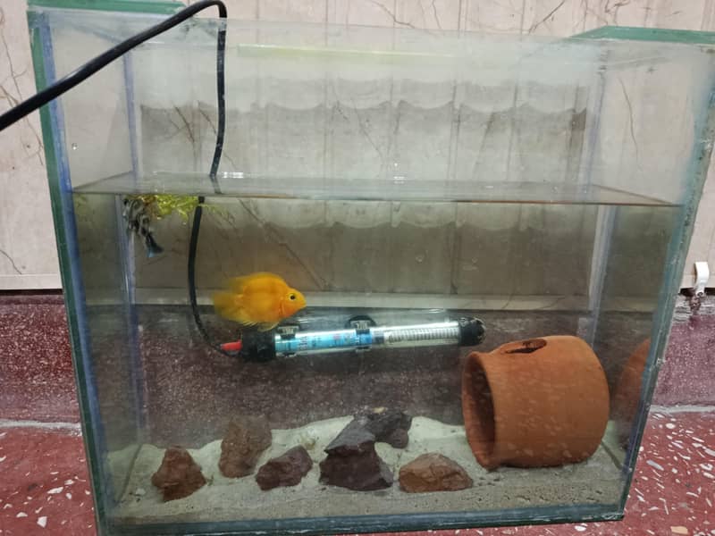 Complete Aquarium Setup and fishes - Fish - 1108403484