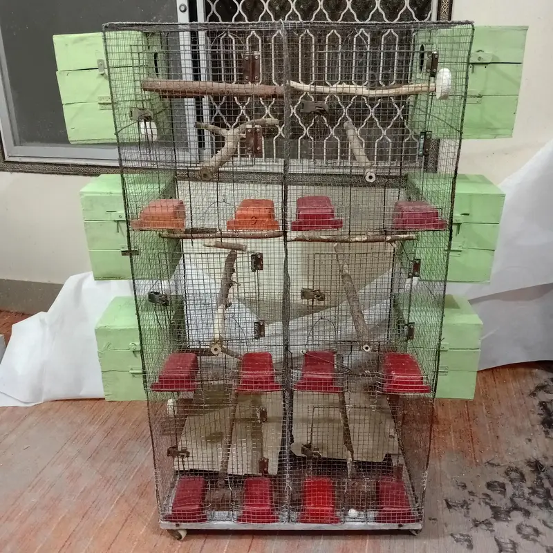 cocktiel, cage, breeder box