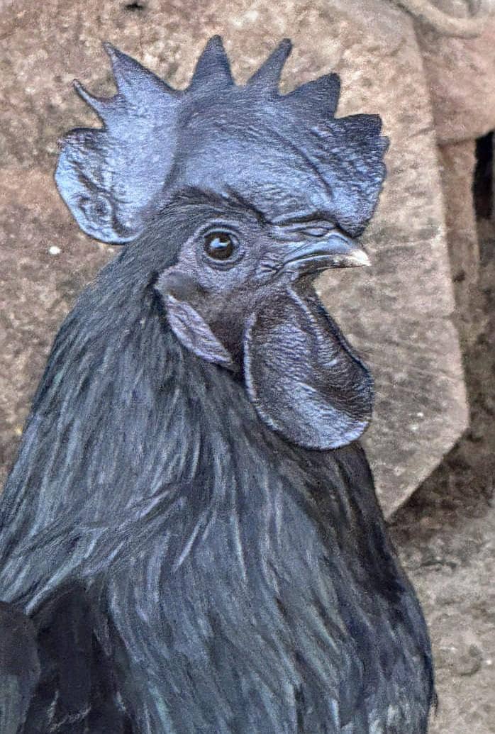Ayam Cemani A+ Quantity Set 0