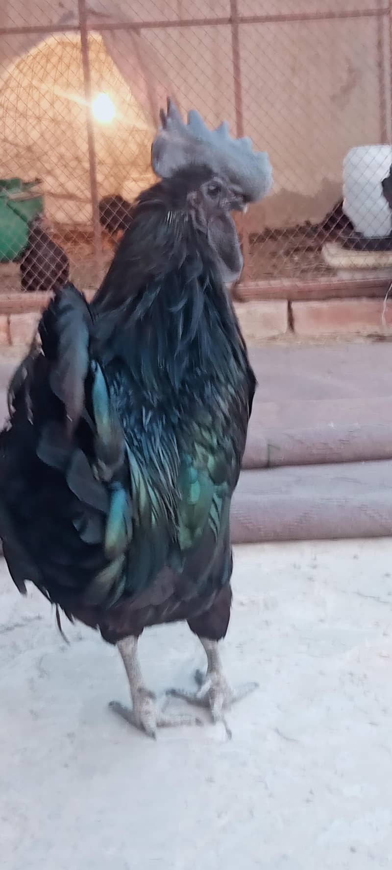 Ayam Cemani A+ Quantity Set 1
