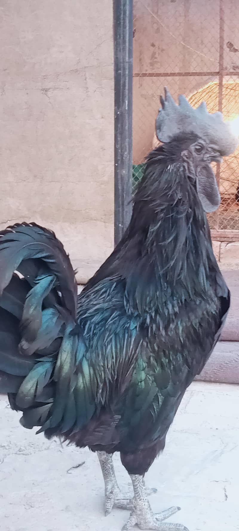 Ayam Cemani A+ Quantity Set 2