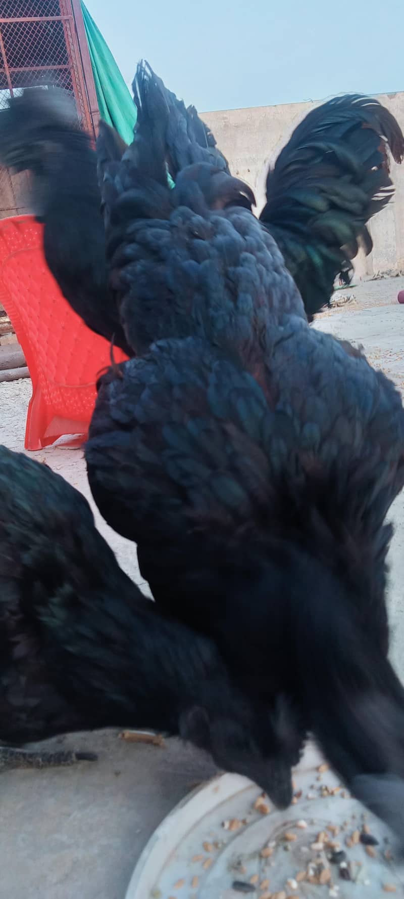 Ayam Cemani A+ Quantity Set 3