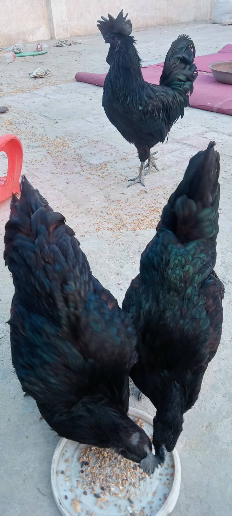 Ayam Cemani A+ Quantity Set 4